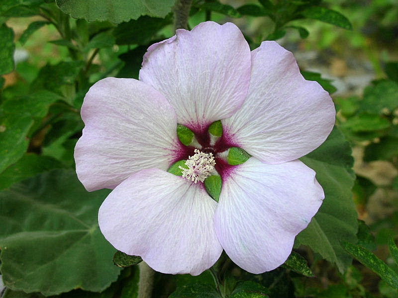 Lavatera maritima / Malvone delle rupi